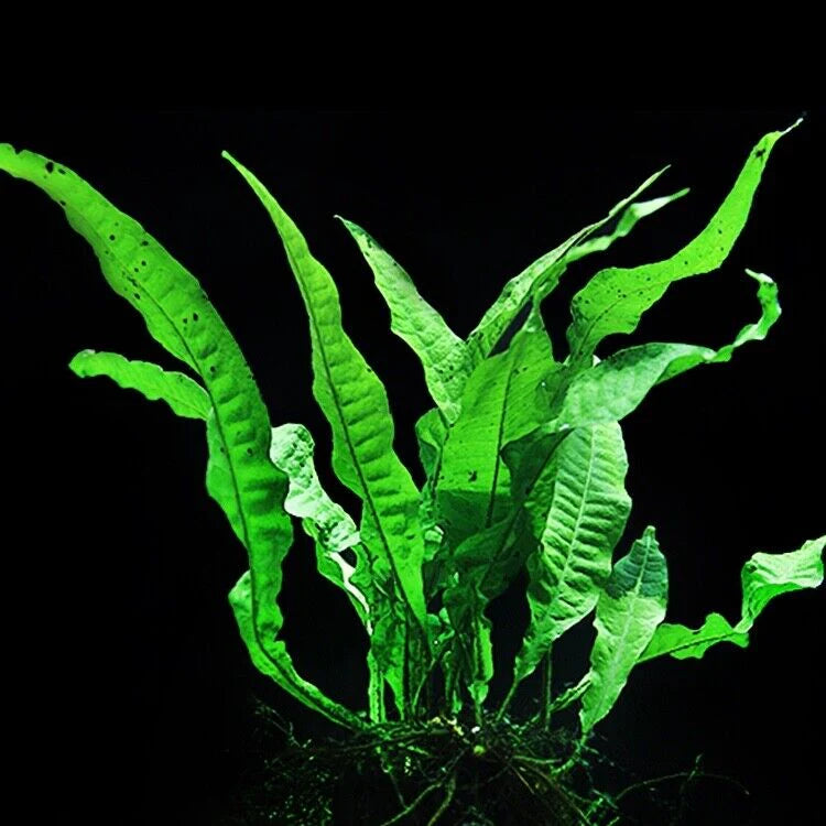 Pot - Java fern