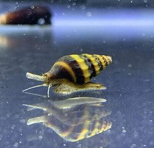 Assasin Snails