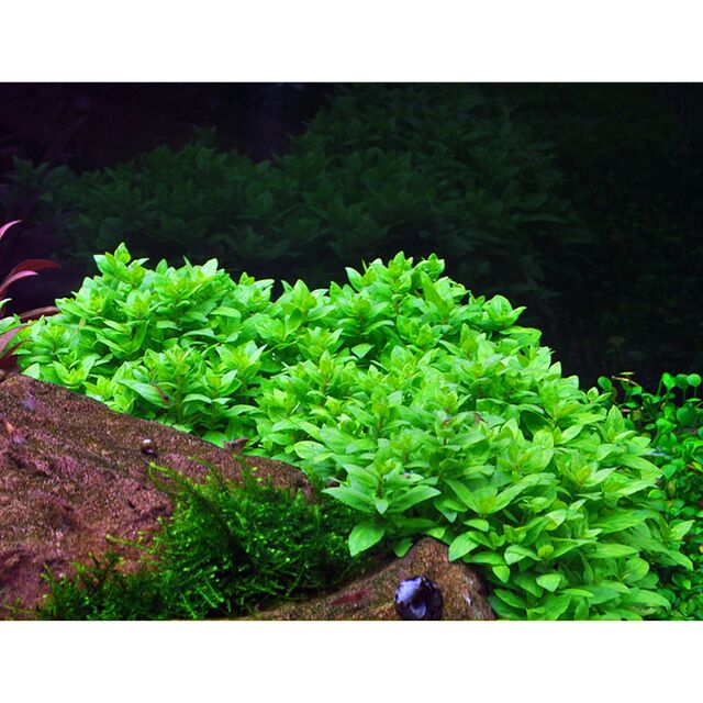TC-Staurgyne repens | ADA IC030