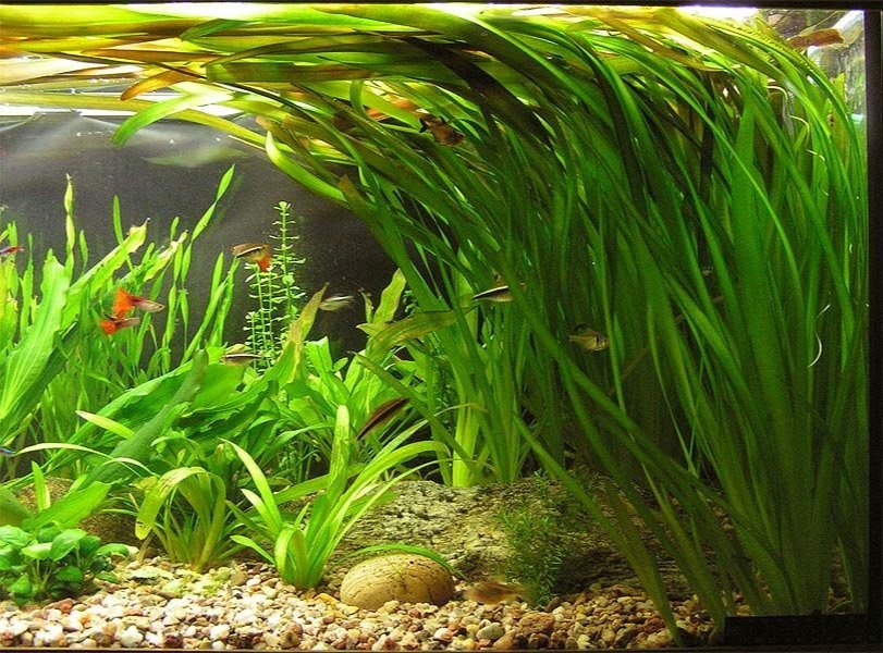 vallisneria