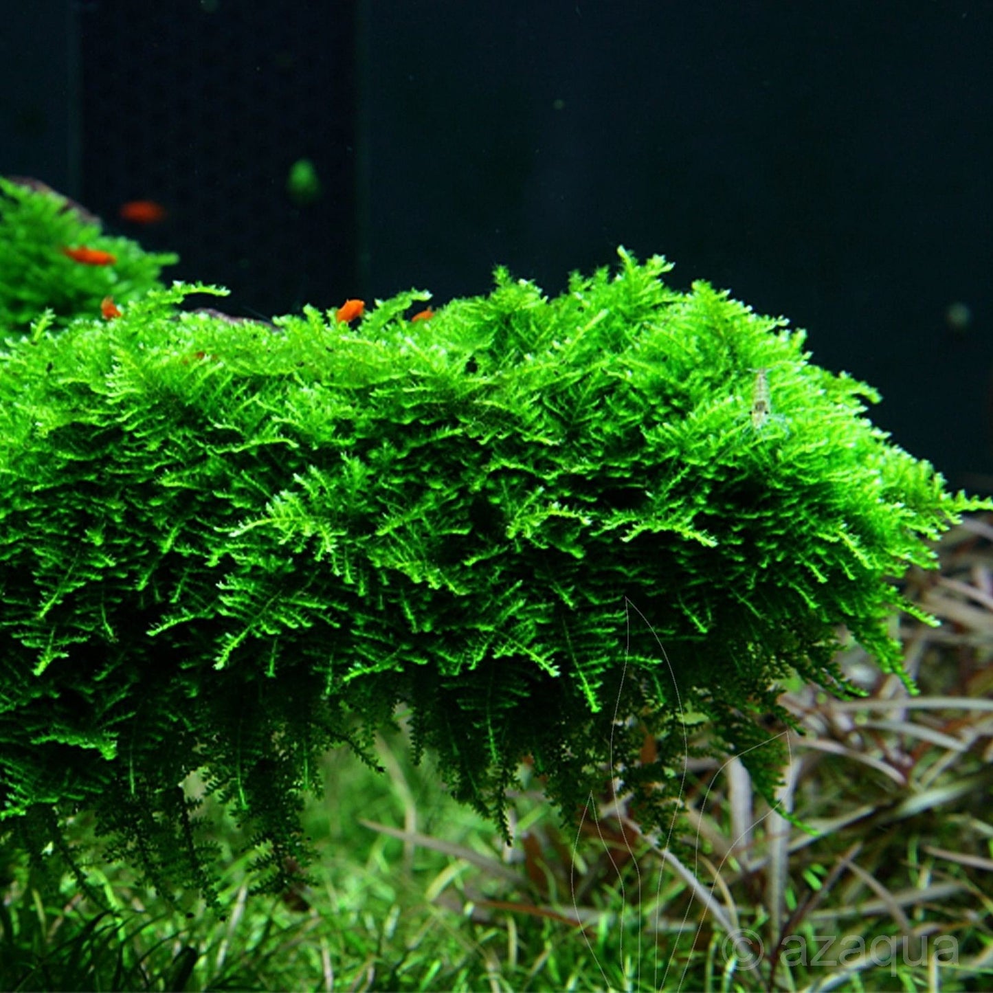 Christmas Moss