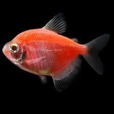 Pink-Red Widow tetra | Single