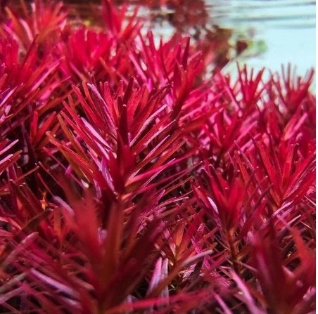 ADA TC-Rotala Rotundifolia 'Blood Red'
