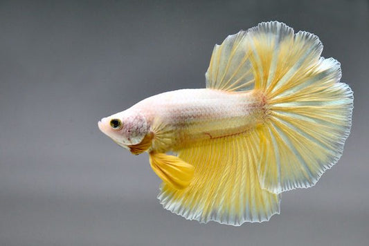 Golden betta fish