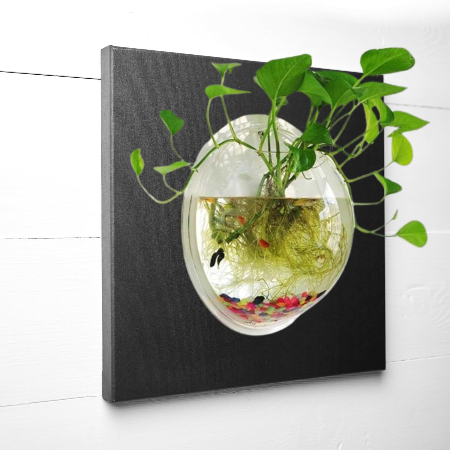 Fish Tanks & Bowls