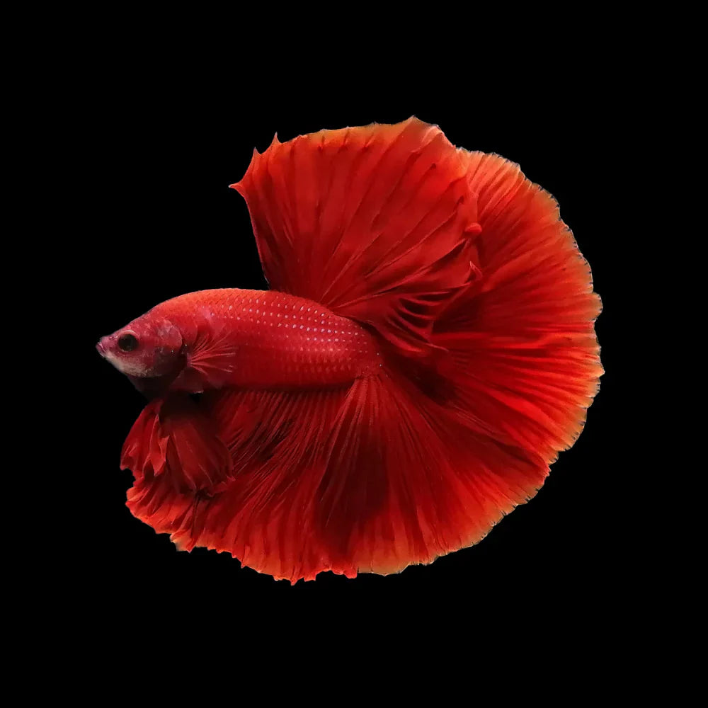 Betta fish