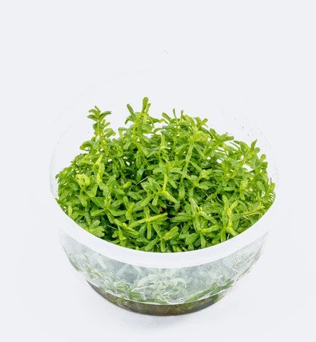 Aquarium Plants (TC & Pot)