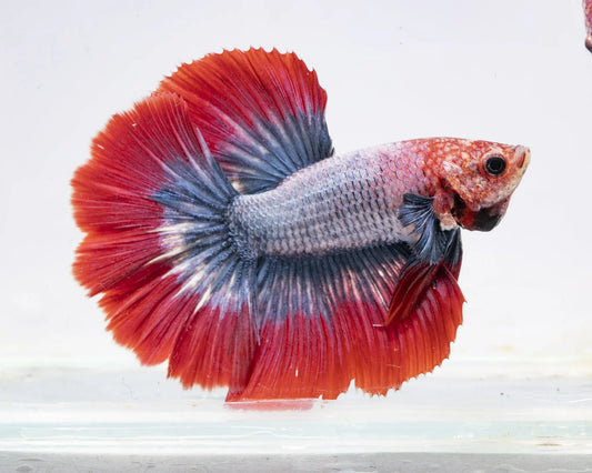 Tri Colour Betta fish | Random Colour
