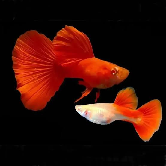 Red Guppy breeding Pair
