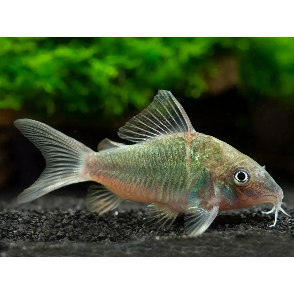 Green Corydoras | Single