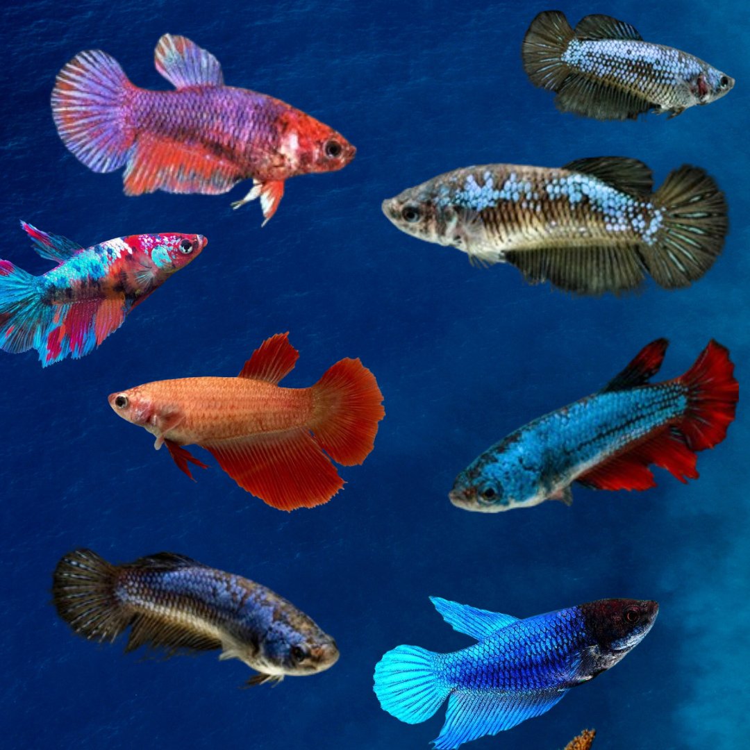 Female Adult betta | Single | Random colour
