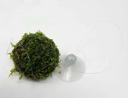 Floating Moss Ball | 2 inch diameter