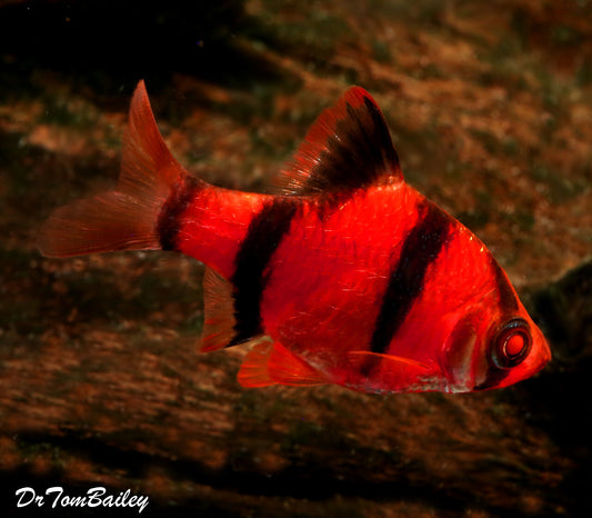 Red Tiger Barb | Single