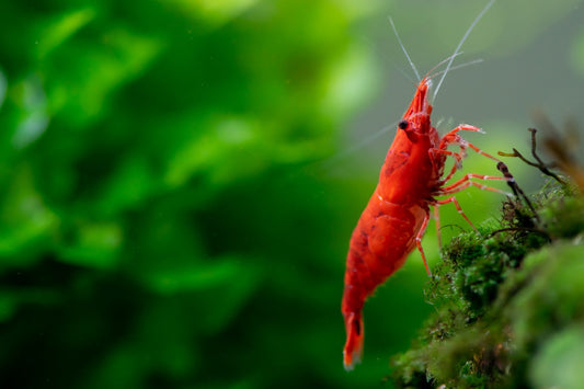 Fire Red Shrimp | Single