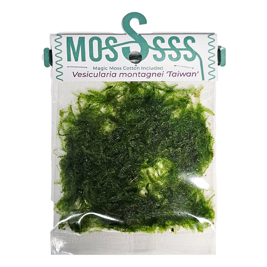 ADA Vescularia montagnei ‘Taiwan’