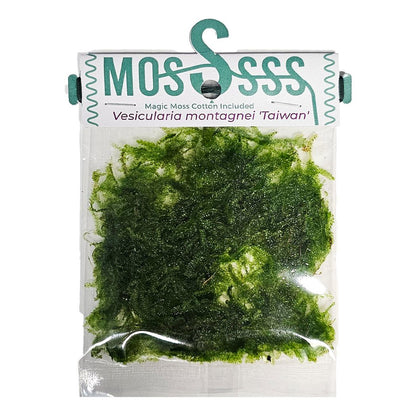 ADA Vescularia montagnei ‘Taiwan’