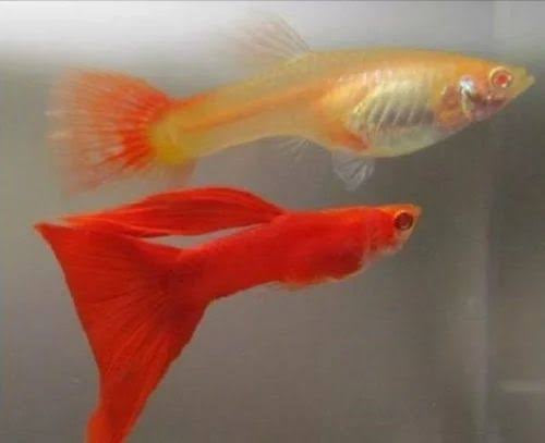 Red Guppy breeding Pair