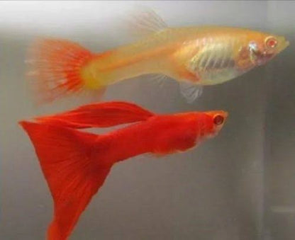 Red Guppy breeding Pair