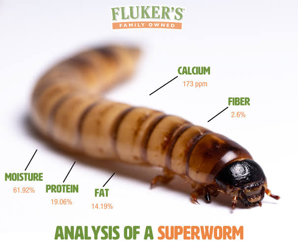 Superworms | Live | 2 inch size