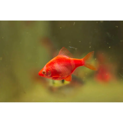 Red Tiger Barb | Single