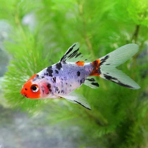 Shubunkin Goldfish | Single