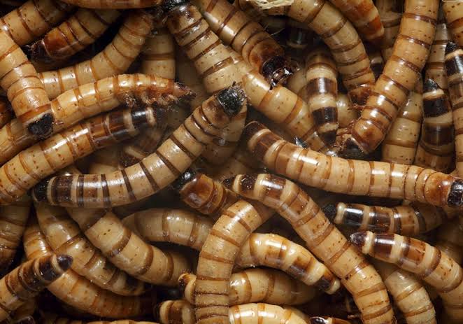 Superworms | Live | 2 inch size