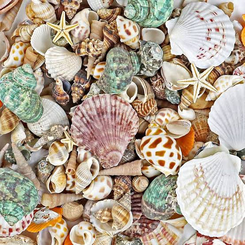 Sea shells | mixed | 100g