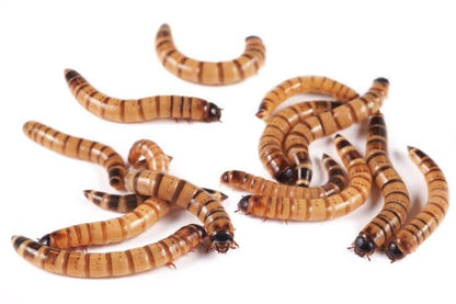 Superworms | Live | 2 inch size