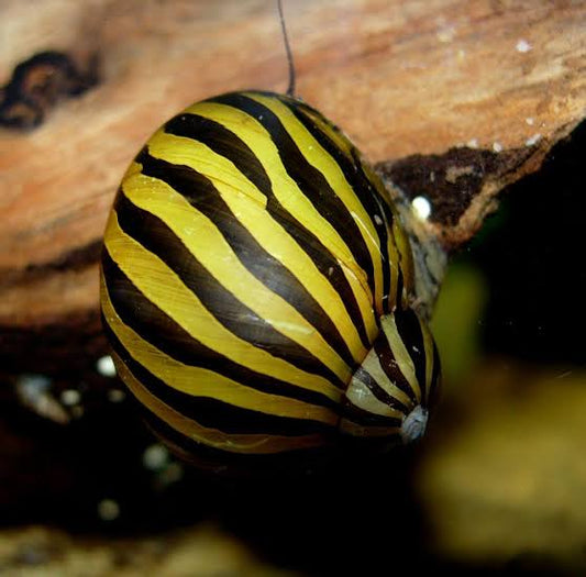 Zebra Nerite snails | 1-2 cms | 1 Pc