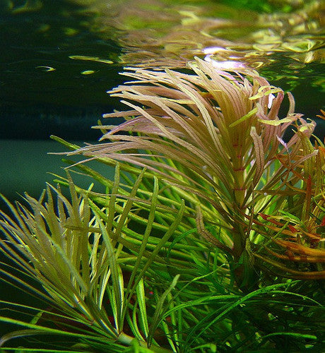 ADA TC-Pogostemon Stellatus Dassen