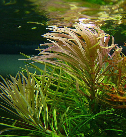 ADA TC-Pogostemon Stellatus Dassen