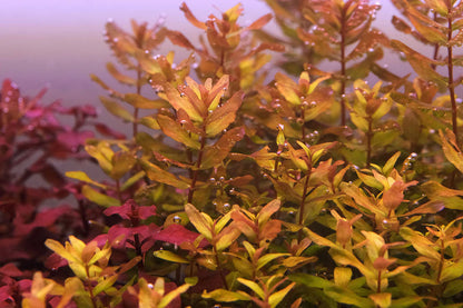 ADA TC-Rotala Macrandra Mini