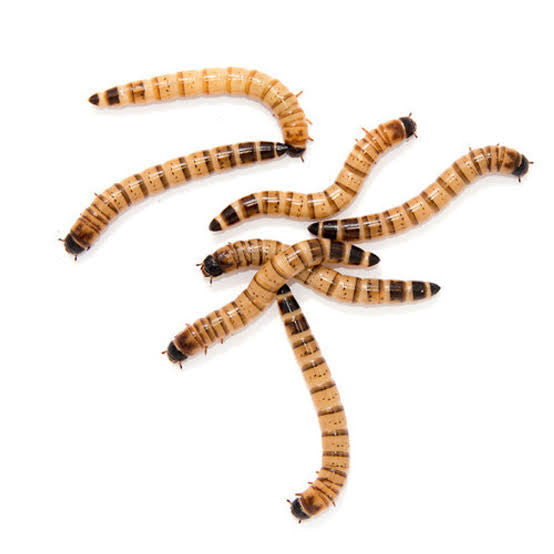 Superworms | Live | 2 inch size