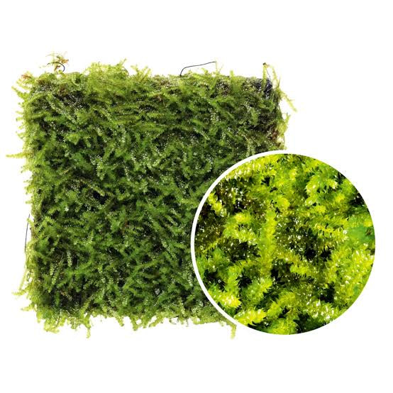 ADA Vescularia montagnei ‘Taiwan’