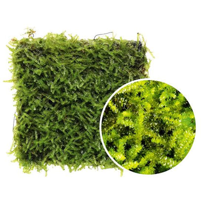 ADA Vescularia montagnei ‘Taiwan’