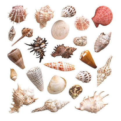 Sea shells | mixed | 100g