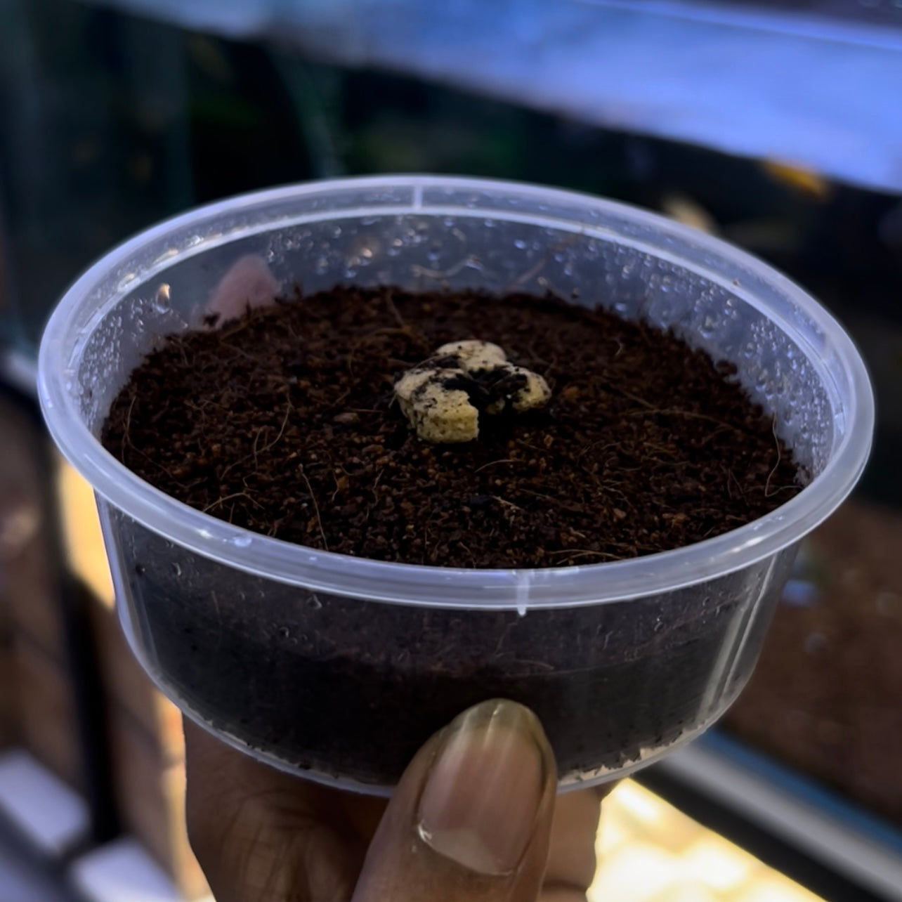 Grindal worm culture + Harvesting box + Culture feed Free