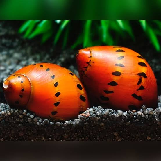Tiger Nerite/ Onion nerite snails | 1-2 cms