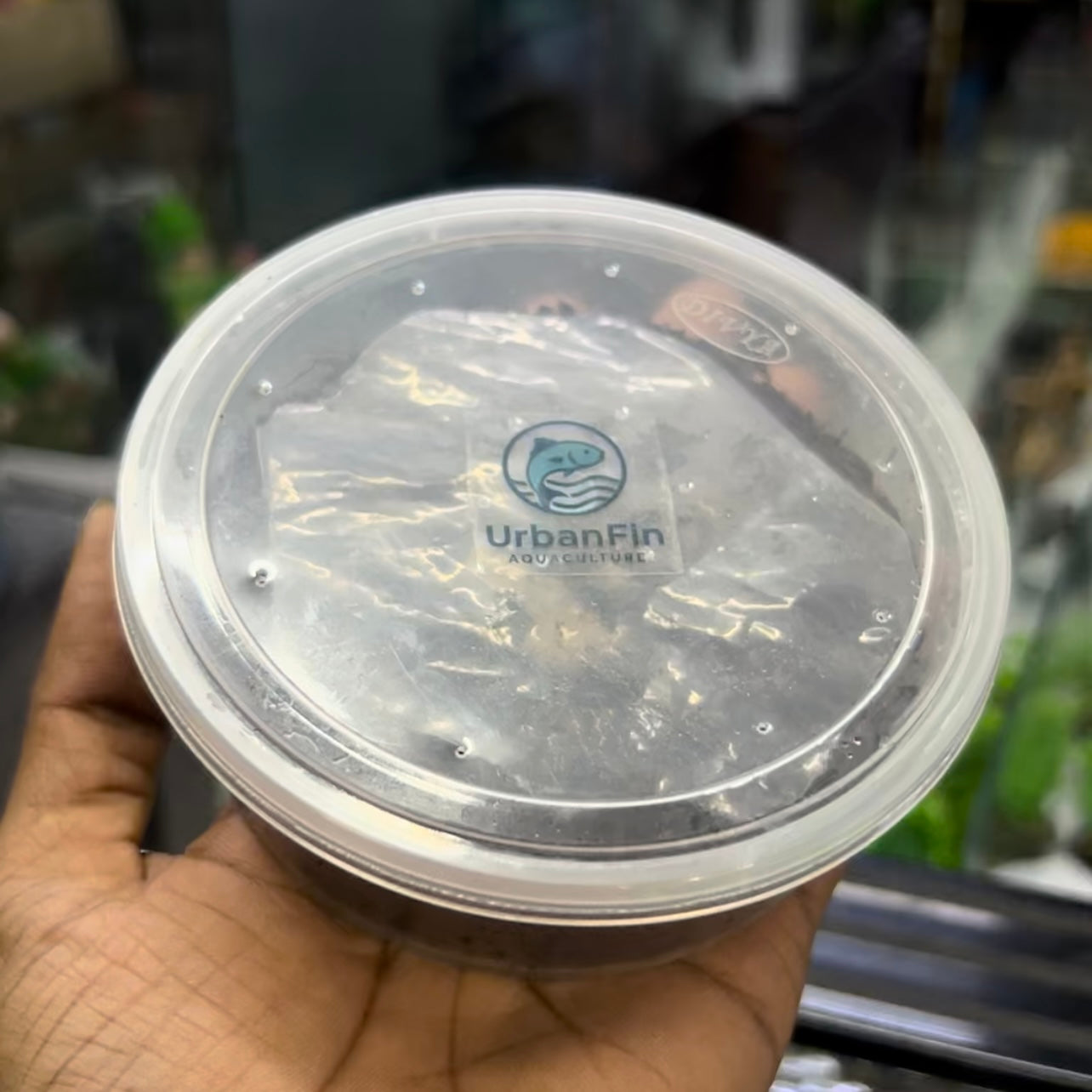 Grindal worm culture + Harvesting box + Culture feed Free