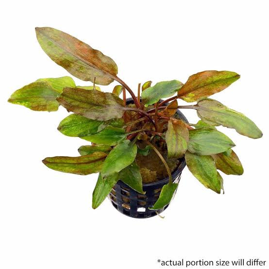 Cryptocoryne Axelrodi | Pot