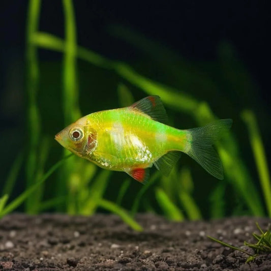 Green Tiger Barb | Single