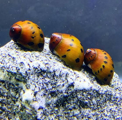 Tiger Nerite/ Onion nerite snails | 1-2 cms