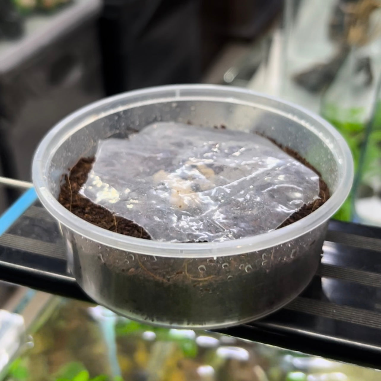 Grindal worm culture + Harvesting box + Culture feed Free
