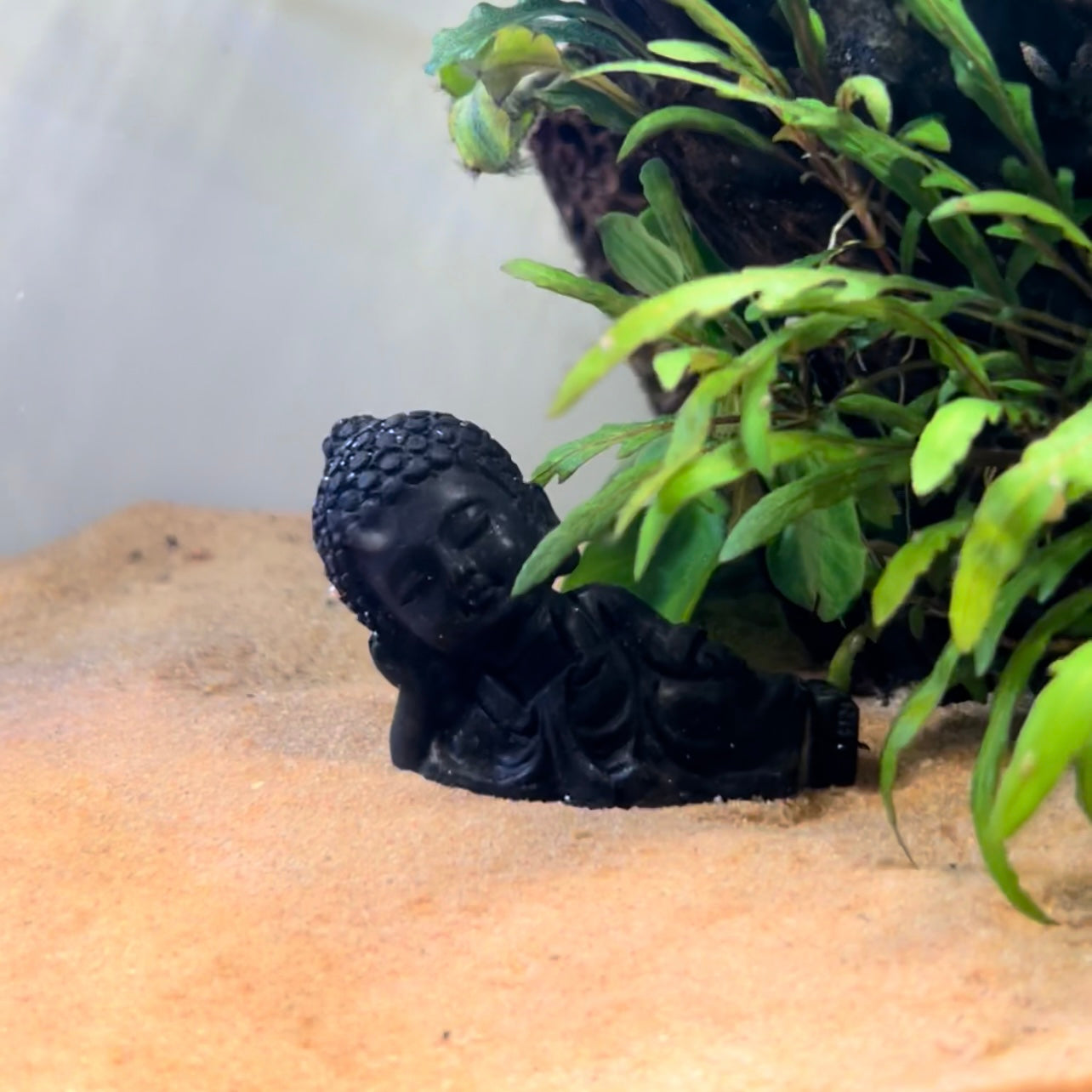 Sleeping buddha | Small