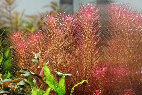 ADA TC-Rotala Wallichii Long Leaf