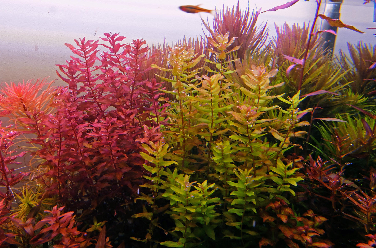 ADA TC-Rotala Macrandra Mini