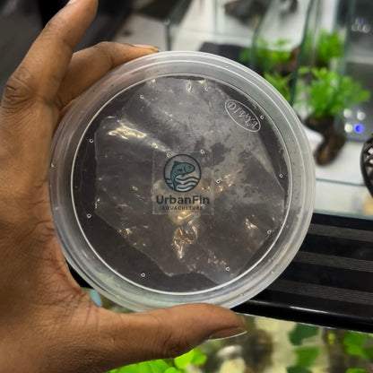 Grindal worm culture + Harvesting box + Culture feed Free