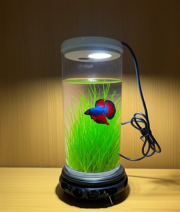 Bluepet TP 10 | Betta Tank | Mini Aquarium Combo