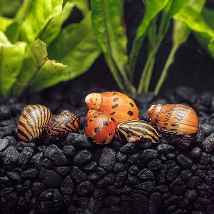 Tiger Nerite/ Onion nerite snails | 1-2 cms