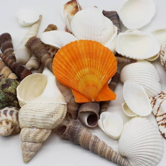 Sea shells | mixed | 100g